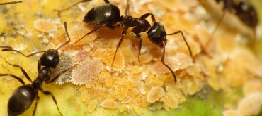 Projekty domů | Jak se zbavit mravenců na zahradě